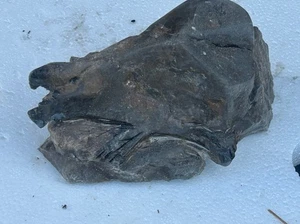 Reptil Fossil Kreatur (Art unbekannt) - Bild 1 von 2