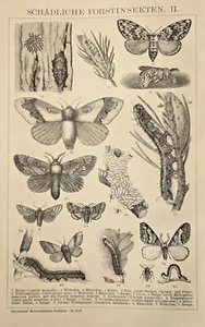 1897 Stampa Antica = INSETTI DANNOSI DELLA FORESTA = Insetti = Old Print # - Picture 1 of 2
