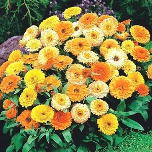 Semi fiori CALENDULA GRANDIFLORA MULTICOLORE In Busta Ermetica MADE IN ITALY - Foto 1 di 24