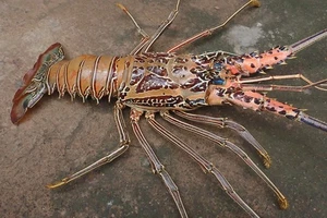 langosta bambú gigante tamaño 34 pulgadas largo inclinado espinas ancho 20 pulgadas - Imagen 1 de 13