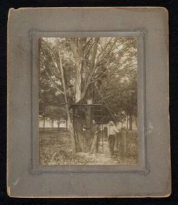 c1900 photo 5-LUMBERJACKS work on TREE: ladders, saws, mallet, spike, pail & axe - Picture 1 of 2