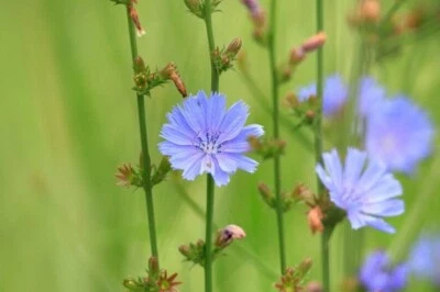 Chicory - Cichorium Intybus Perennial Bare Root Live Garden Plant - Image 1 of 4