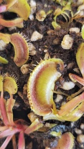 Dionaea muscipula “Hellcat” 1 Division Carnivorous Plant- Pianta Carnivora - Imagen 1 de 2