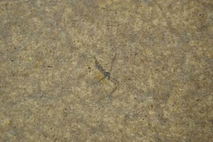 Fossil Insect / Driftwood Canyon, BC, Canada / Eocene Fossil Specimen - Picture 1 of 2