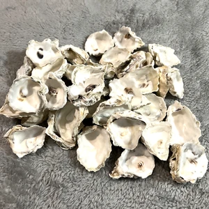 Austernschalen gewaschen für Handwerk oder Schmuckherstellung Hochzeiten 2"x 36 Muscheln - Bild 1 von 4