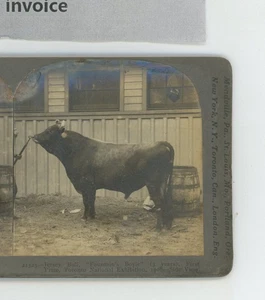 Jersey Bull 1st Prize Toronto Exhibition Canada Keystone Stereoview - Bild 1 von 2