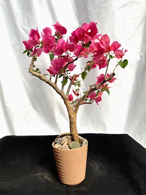 Beautiful Blooming Pink Old Live Bougainvillea Bonsai Tree Live Plant - Image 1 of 4