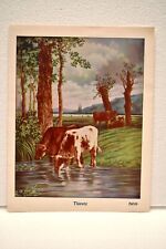 Vintage Lithograph Print Depicting Thirsty Cow Drinking Water From River Collect