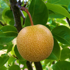 NASHI PEAR Hosui 15 Seeds | Pyrus Pyrifolia Exotic Rare Asian Sacred Fruit Tree - Picture 1 of 10