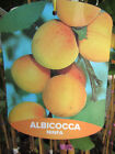 Aprikose 'Ninfa'® Geschmackswunder - winterharte Pflanze 150-170cm im Topf