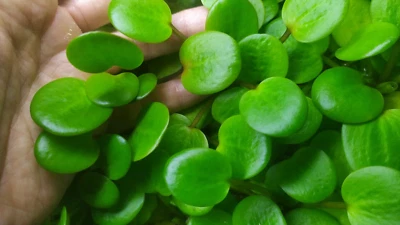 LIMNOBIUM LAEVIGATUM PLANTAS ACUÁTICAS FLOTANTES ACUARIO ESTANQUE BETTAS X10 - Imagen 1 de 4