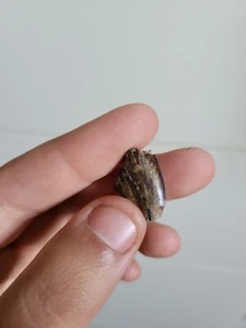 Bargain Rare Majungasaurus Dinosaur Tooth Fossil Madagascar Jurassic Theropod - Picture 1 of 7