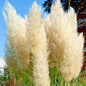 🌿🌿 Pampasgras Aus Echtem Elfenbein Ewige Pampasblume Hohes Federgras Für / - Photo 1/18