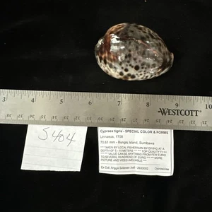 Cypraea Tigris Special Color & Forms 70.61mm Indonesia F+++ (S404) - Picture 1 of 13