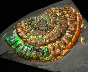Rainbow iridescent Caloceras ammonite fossil display piece 80mm ammolite UK - Picture 1 of 10