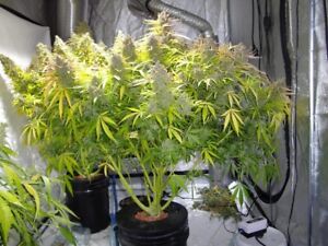 DWC Hydroponic Grow System - Two Complete 5 Gallon Systems Including Nutrients