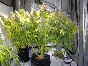 DWC Hydroponic Grow System - Two Complete 5 Gallon Systems Including Nutrients - Picture 1 of 13