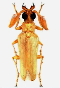Prionus (Microarthron) komarowi - Imagen 1 de 1