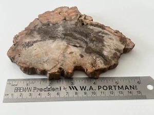 KCGS versteinertes Holz dicke Platte aus Madagaskar US VERKÄUFER #1628 - Bild 1 von 5