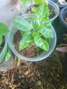 `MAYPOP PURPLE PASSION FLOWER LIVE PLANT VINE (INCARNATA X CINCINNATA) INCENSE - Picture 1 of 3