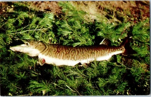 The Tiger Musky Gamest Of All Freshwater Fish Postcard - Picture 1 of 2