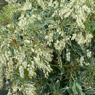 Pieris 'Flaming Silver'. 9cm Plant x 2. Lily of the Valley. Evergreen shrub