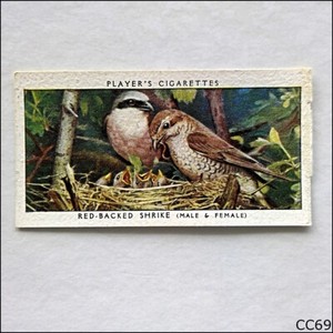John Player Birds & Their Young 1937 Cigarette Card #32 Red-Backed Shrike (CC69)