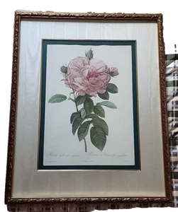 23.5 x 28.5 Framed picture the rose - Pierre-Joseph Redoute - Picture 1 of 3