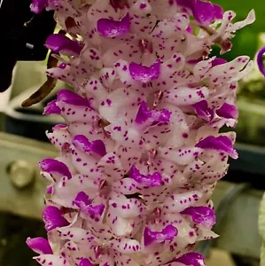 Rhynchostylis retusa Species 4N NEW Top Selection Orchidee Orchideen Vanda - Bild 1 von 4