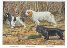 Cocker / Clumber / Field Spaniel - CUSTOM MATTED - 1927 Color Dog Art Print