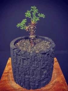 Plantas de cactus suculentas de 1,5-2 cm 1 cabeza PELARGONIUM hystrix hogar hermosa planta - Imagen 1 de 13