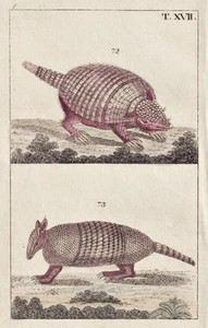 Pangolino Schuppentier Incisione In Rame Wilhelm 1800 - Picture 1 of 1