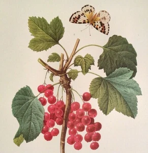 P. J. Redoute Blumen Ribes vulrum Botanischer Kunstdruck Exlibris 51 - Bild 1 von 2