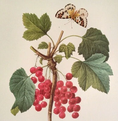 Placa de libro con impresión de arte botánico Ribes vulrum P. J. Redoute Flowers Ribes 51 Foto 1 de 2