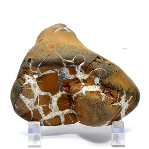 Espécimen de nódulo mineral fósil natural geoda piedra dragón septario de 2,9" - Utah	 - Imagen 1 de 5