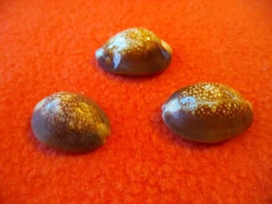 SEA SHELLS (3) - Picture 1 of 2