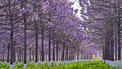 PRINCESS TREE 250 SEEDS PAULOWNIA FORTUNEI FLOWERING TREE - Image 1 of 3