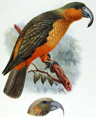 John Gould birds Norfolk  Framed Print Canvas wall décor Vintage Art painting - Image 1 of 3