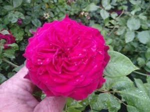 Historische Rose Empereur du Maroc, Guinoisseaun-Flon, 1858 - Co. 5 L - Bild 1 von 1