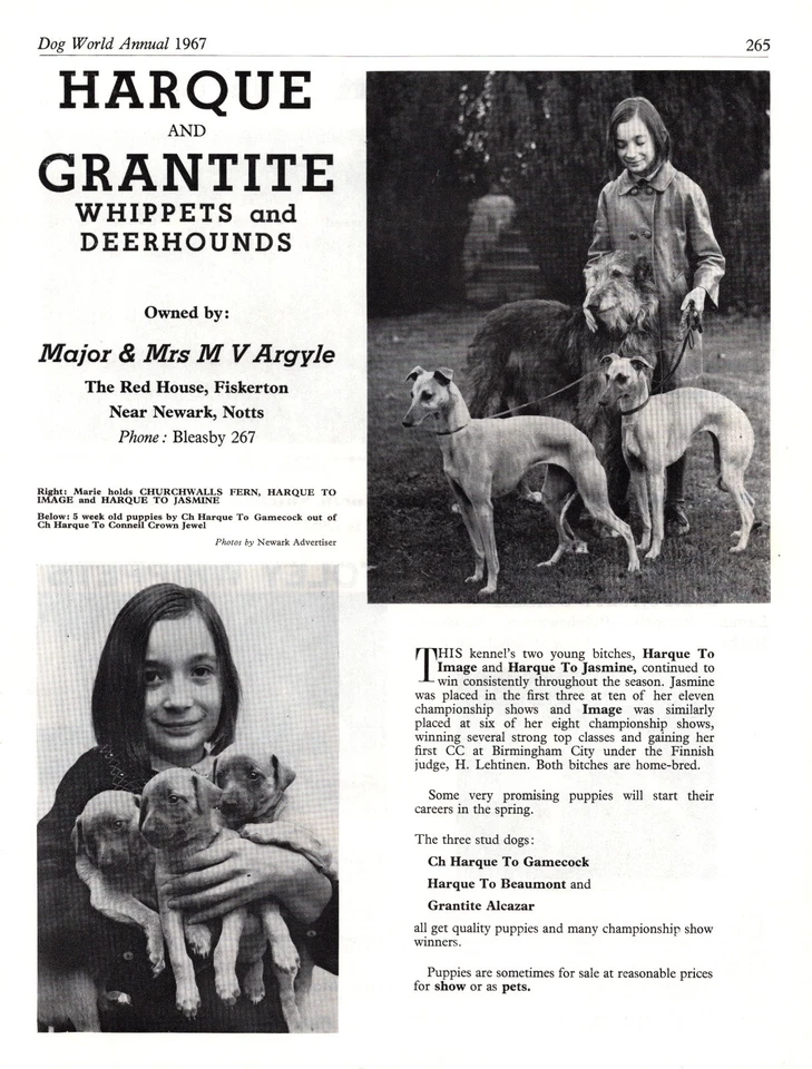 DEERHOUND & WHIPPET DOG BREED KENNEL ADVERT PAGE 1967 HARQUE KENNEL DOG WORLD - Image 1 of 1