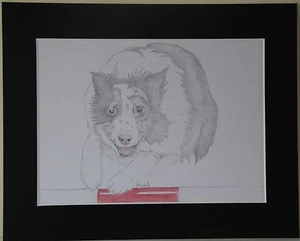 Border Collie Agilidad y Flyball. Dibujos e impresiones originales múltiples diseños - Imagen 1 de 12