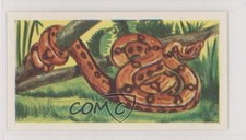 1960 Coopers Tea Strange But True Second Series A Whole Ox for a Meal #36 3v8