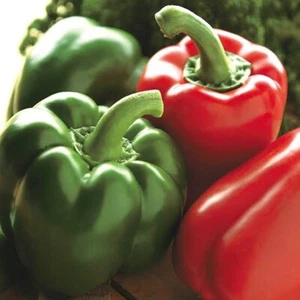 CAPSICUM Giant Bell Seeds , 20 SEEDS, - Picture 1 of 1