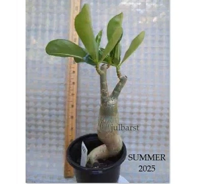 Planta VIVA Bonsai Caudex Rosa del Desierto Flor Suculenta Adenium obesum #27 Foto 1 de 3