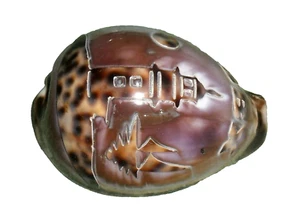 SS RFM 74839 OBX Outer Banks Carved Tiger Cowrie - Lighthouse 3 1/2" These are - Picture 1 of 2