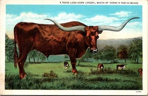 Postal Texas Exageration Cuerno Largo Ganado Lino 1937 SO - Imagen 1 de 2