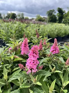 Zwerg-Sommerflieder Buddleja Butterfly Candy® 'Little Pink' - Bild 1 von 2
