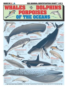 Identificación de mamíferos marinos - Guía de referencia (ballenas, delfines y marsopas) - Imagen 1 de 2