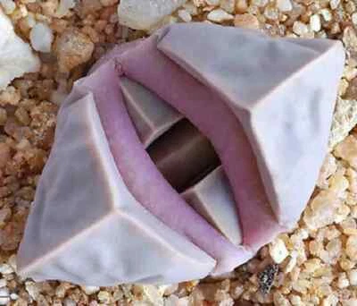 Lapidaria margaretae rare mesembs living stone cacti exotic cactus seed 30 SEEDS - Image 1 of 4