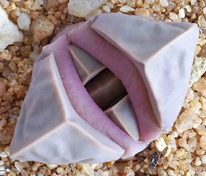 Lapidaria margaretae raro mesembs pedra viva cactos semente de cacto exótico 30 SEMENTES - Imagem 1 de 4